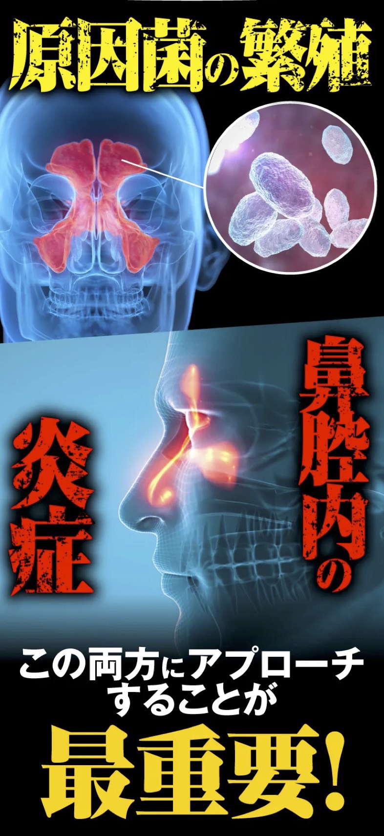 養生仙薬の葛根湯　蓄膿症・鼻づまりケア